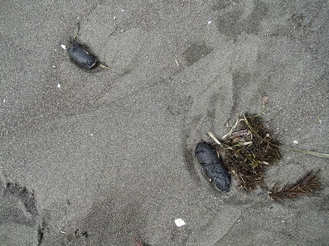 黒い塊 さよなら中吉 えのしま貝散歩 黒い塊 さよなら中吉 えのしま貝散歩