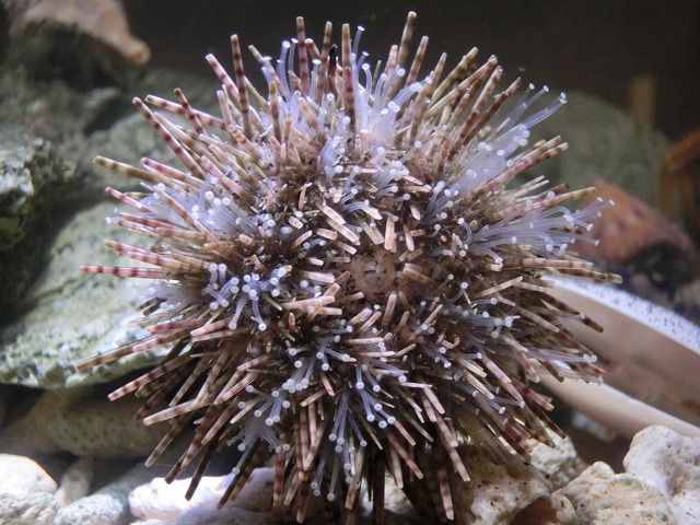 初めてのウニ飼育 仮 えのしま貝散歩