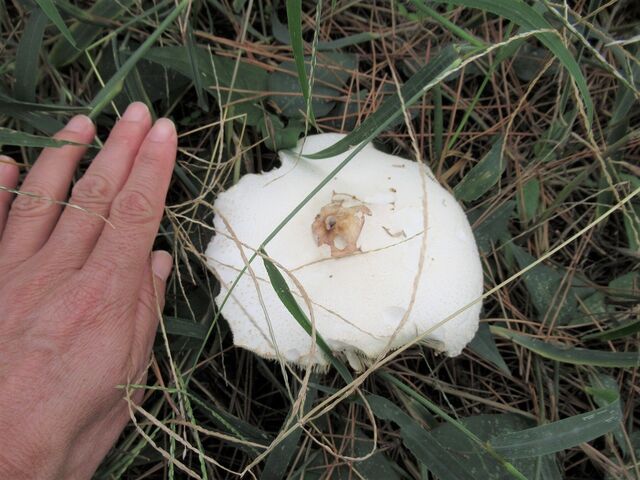 大きな白いキノコに注意 えのしま貝散歩