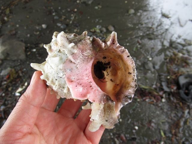 東浜土産はクレナイガンゼキ えのしま貝散歩