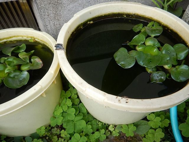 金魚バケツの異変 えのしま貝散歩