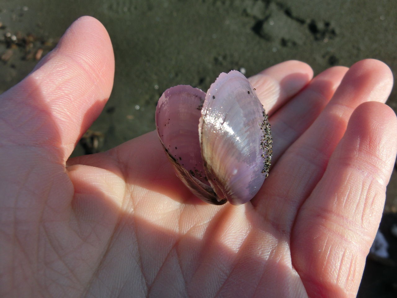 春だね えのしま貝散歩