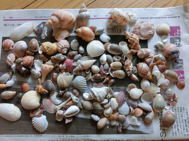 オオシイノミガイ : えのしま貝散歩