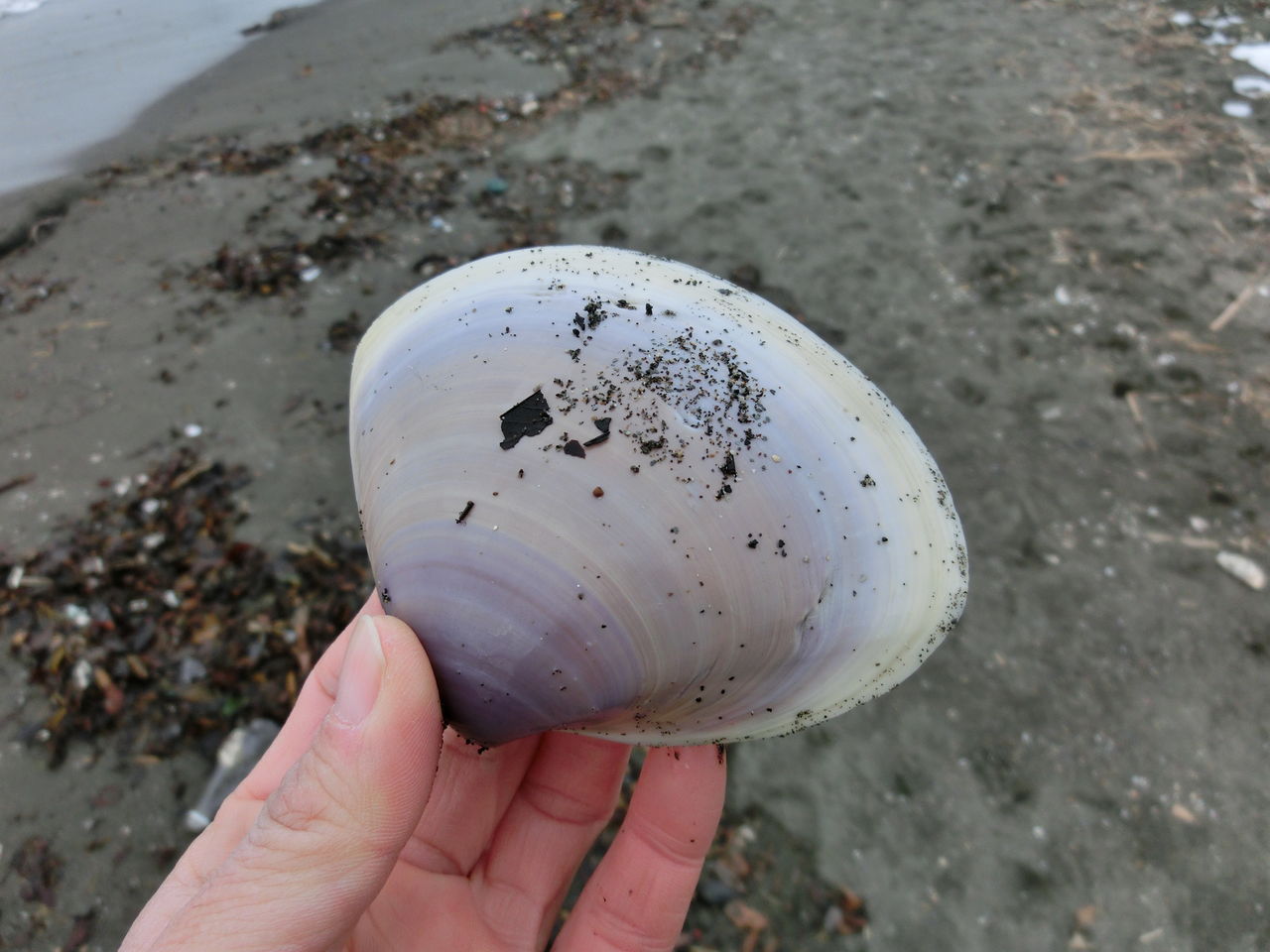 13年01月 えのしま貝散歩