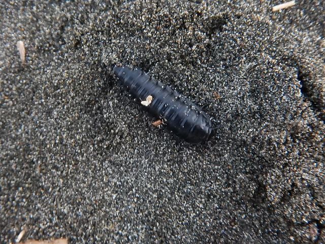 虫 虫 虫 えのしま貝散歩
