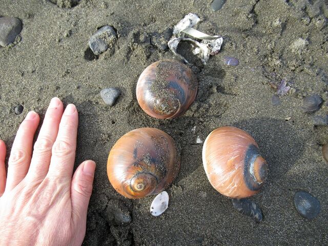 波が静まって大物ゴロゴロ えのしま貝散歩