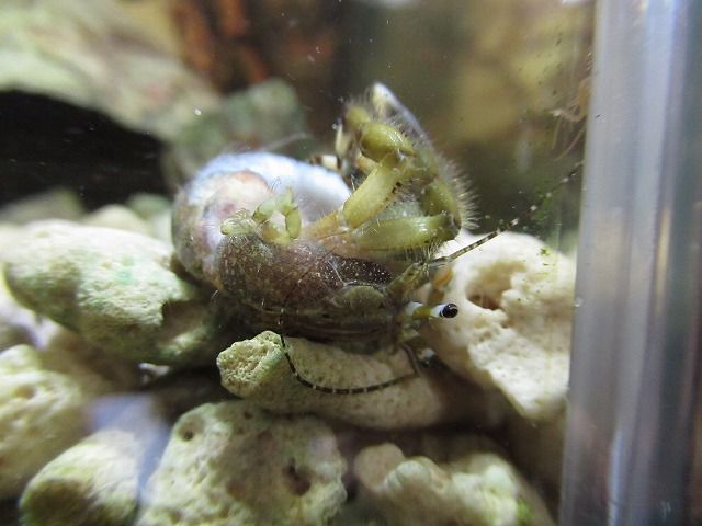 さよならイチロー そして水槽掃除 えのしま貝散歩