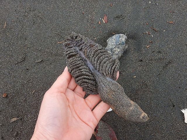 ウミエラ祭り えのしま貝散歩 ウミエラ祭り えのしま貝散歩