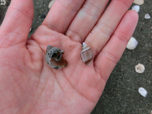 キサゴ中身 要確認 えのしま貝散歩 キサゴ中身 要確認 えのしま貝散歩