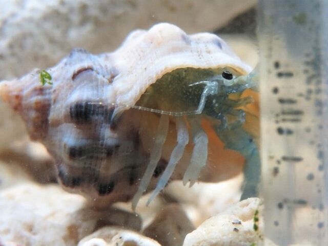 チビ太スピード仕上げ えのしま貝散歩 チビ太スピード仕上げ えのしま貝散歩