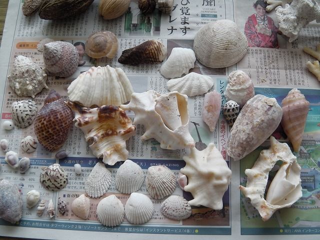 ブルブル石垣島 拾い物編 えのしま貝散歩
