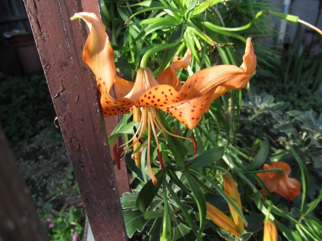 ユリ根のユリ えのしま貝散歩