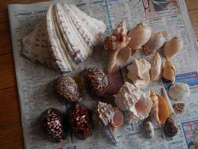 種子島の貝 : えのしま貝散歩