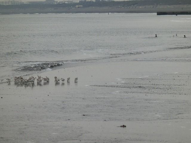 アメフラシ天国 えのしま貝散歩