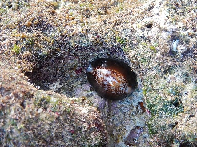 沖縄本島で貝拾い③ : えのしま貝散歩