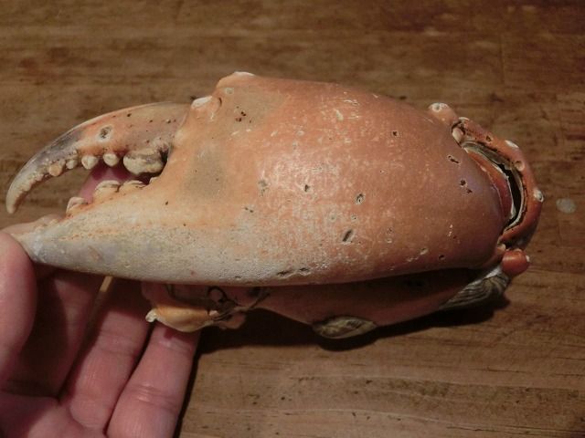 乾燥標本作り えのしま貝散歩
