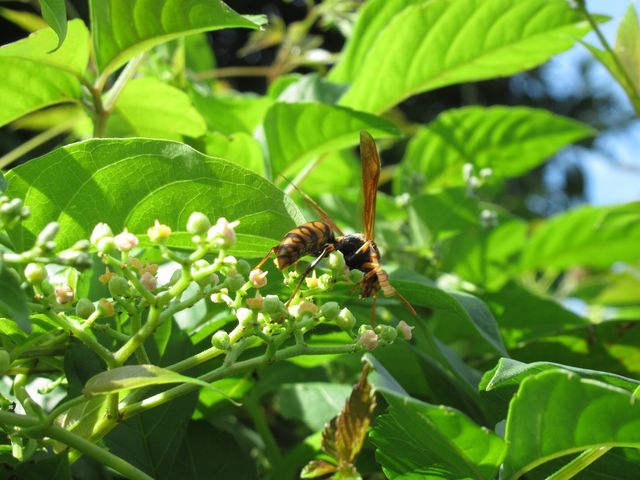 チョウが教えてくれた海辺の花 えのしま貝散歩