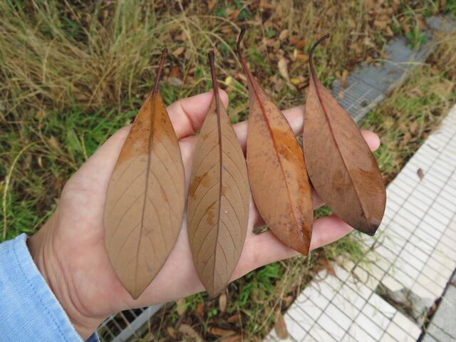 コガネムシ大人気 えのしま貝散歩