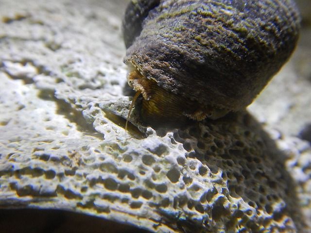 へんてこカツオノエボシ えのしま貝散歩 へんてこカツオノエボシ えのしま貝散歩