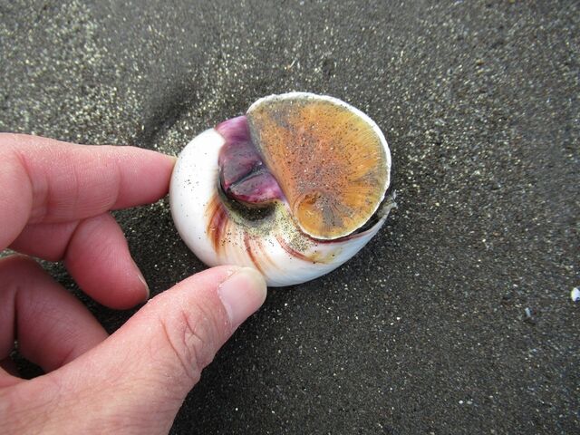 河口のチュウレンジバチ えのしま貝散歩 河口のチュウレンジバチ えのしま貝散歩