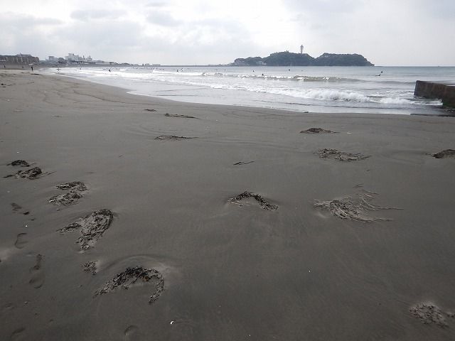 江の島磯遊び えのしま貝散歩 江の島磯遊び えのしま貝散歩