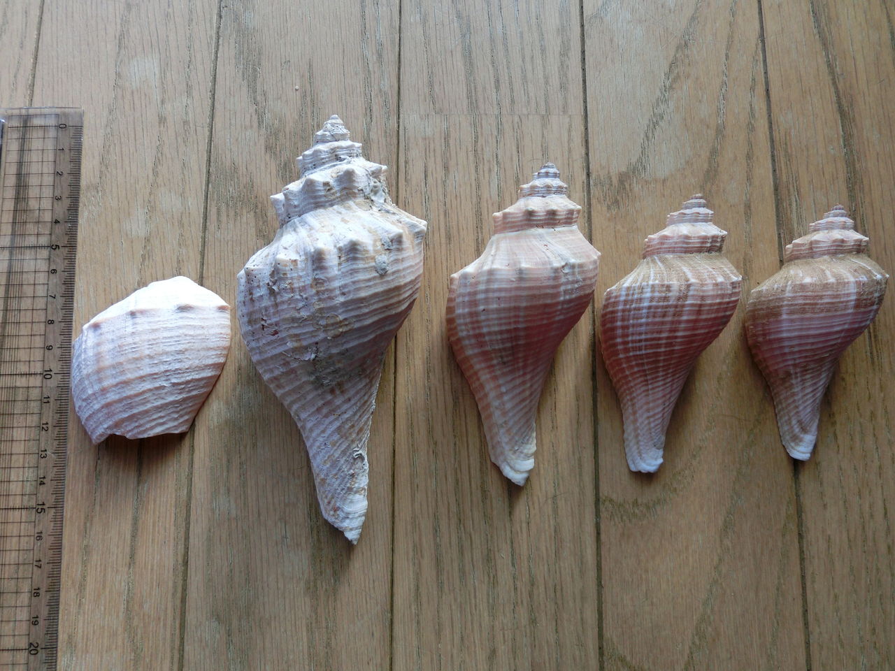 貝殻標本　テングニシ 貝殻標本 テングニシ