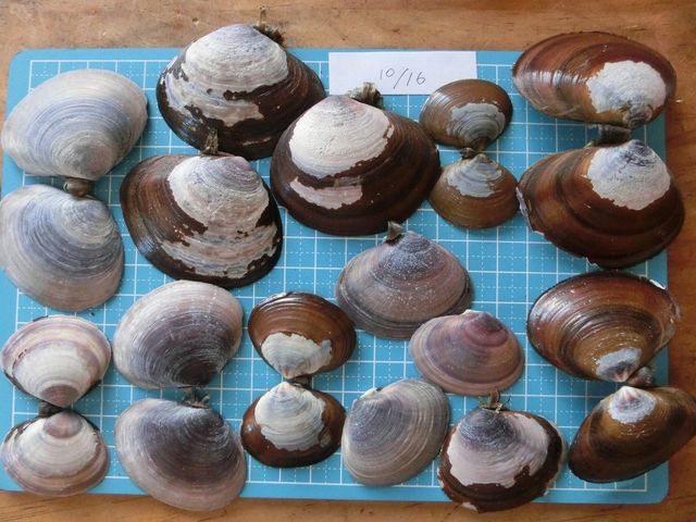 ワスレイソシジミ えのしま貝散歩