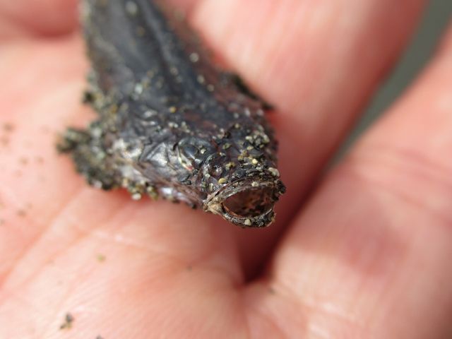 平たい魚 えのしま貝散歩 平たい魚 えのしま貝散歩
