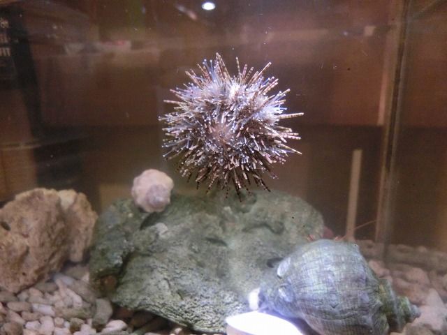 初めてのウニ飼育 仮 えのしま貝散歩