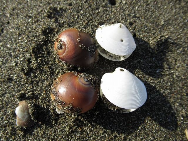 水槽の住人からご挨拶 えのしま貝散歩 水槽の住人からご挨拶 えのしま貝散歩