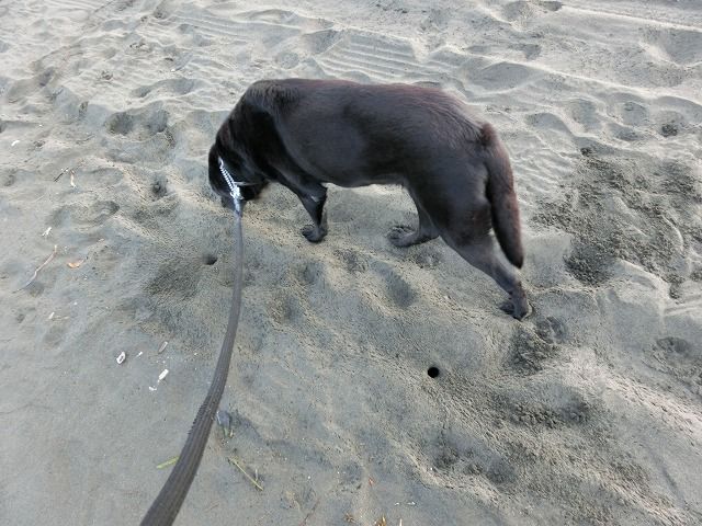 スターなヤドカリ えのしま貝散歩