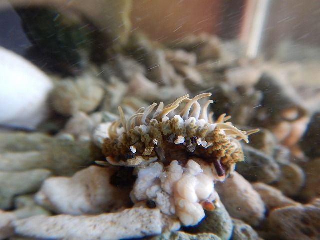 ヨロイイソギンチャクのその後 えのしま貝散歩