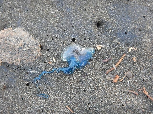 青い貝祭り総括 えのしま貝散歩 青い貝祭り総括 えのしま貝散歩