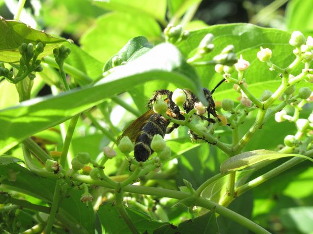 チョウが教えてくれた海辺の花 えのしま貝散歩