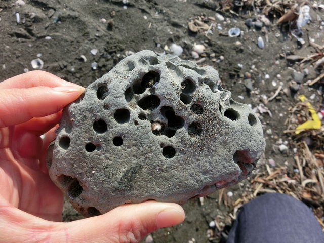 ニオガイ : えのしま貝散歩