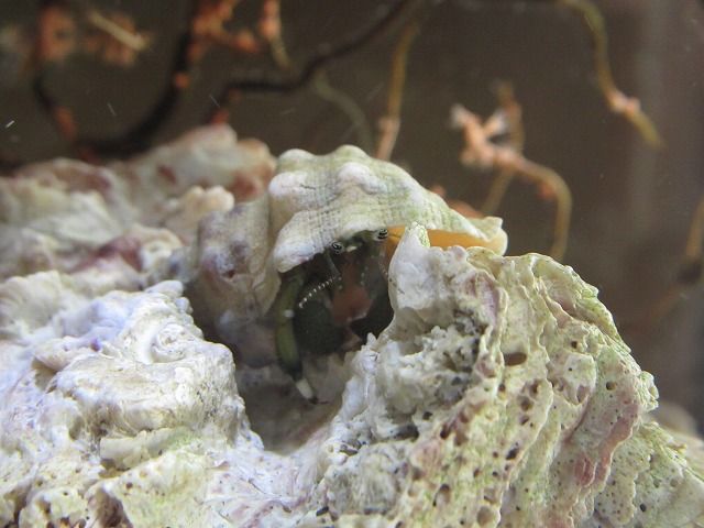 ヤドカリたち 元気を取り戻す えのしま貝散歩 ヤドカリたち 元気を取り戻す えのしま貝散歩