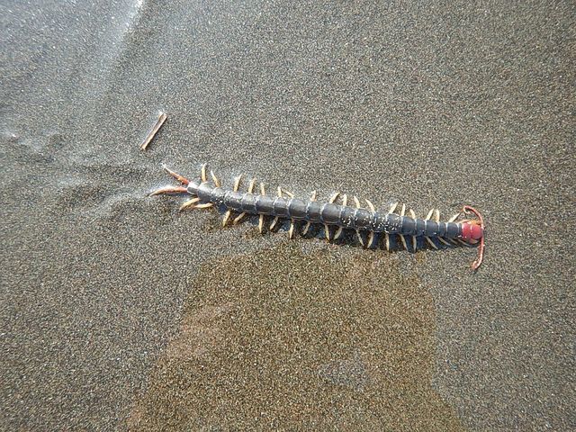 砂浜のムカデ えのしま貝散歩