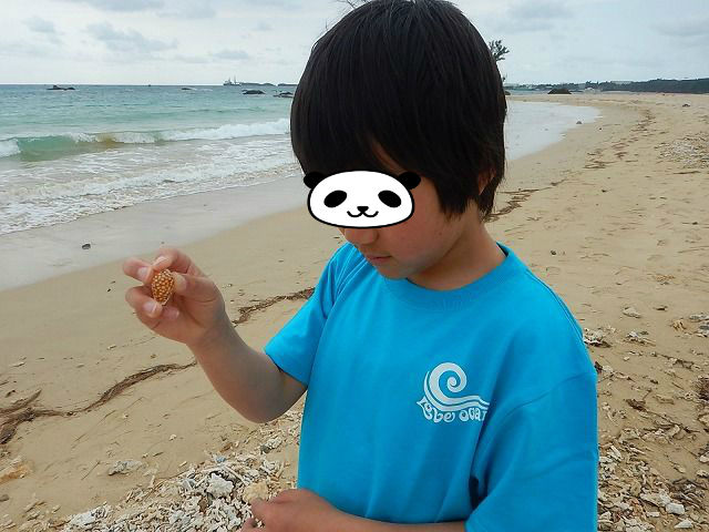 沖縄本島で貝拾い えのしま貝散歩