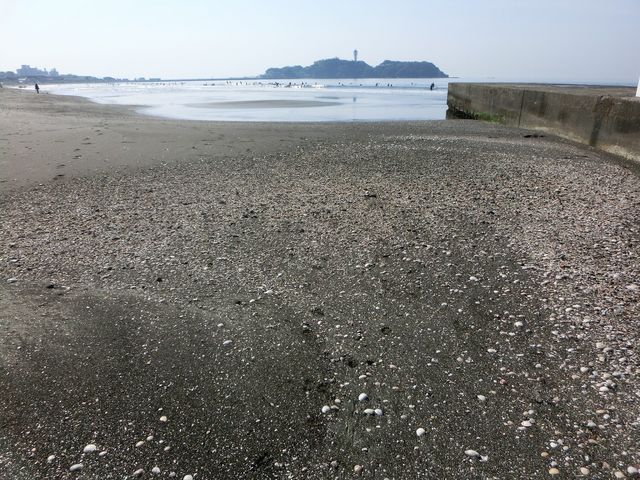 みなとみらい えのしま貝散歩 みなとみらい えのしま貝散歩