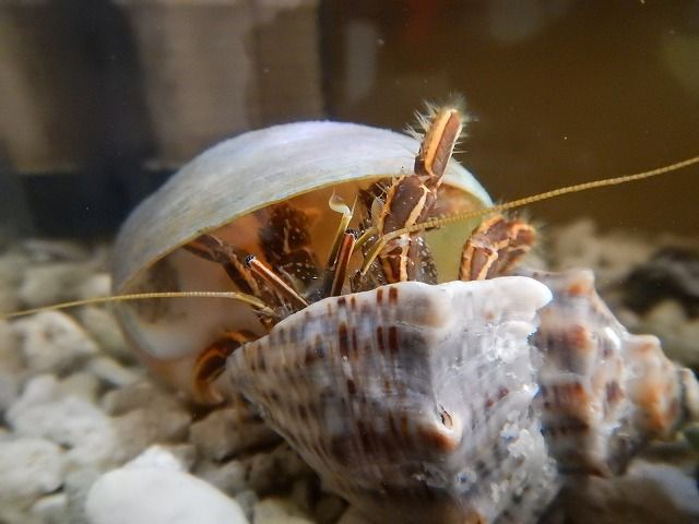 ヤドカリにダメ出しされる えのしま貝散歩 ヤドカリにダメ出しされる えのしま貝散歩