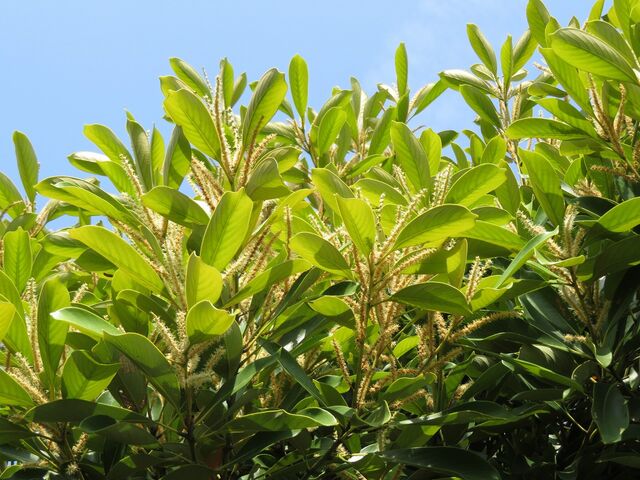 マテバシイの花 えのしま貝散歩