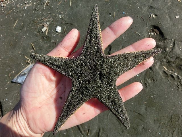 巨大ヒトデ現る えのしま貝散歩