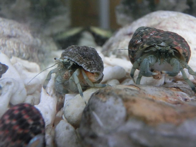 ホンヤドカリの食事 えのしま貝散歩 ホンヤドカリの食事 えのしま貝散歩