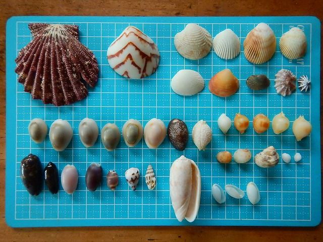 沖縄本島で貝拾い えのしま貝散歩