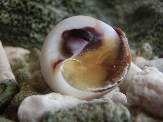 アウェイ えのしま貝散歩