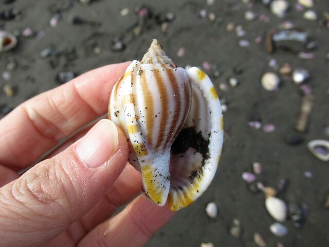 波が静まって大物ゴロゴロ えのしま貝散歩 波が静まって大物ゴロゴロ えのしま貝散歩