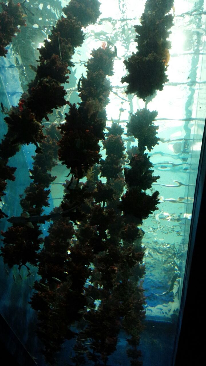 仙台うみの杜水族館 ペシェのよちよち歩き 仙台うみの杜水族館 ペシェのよちよち歩き