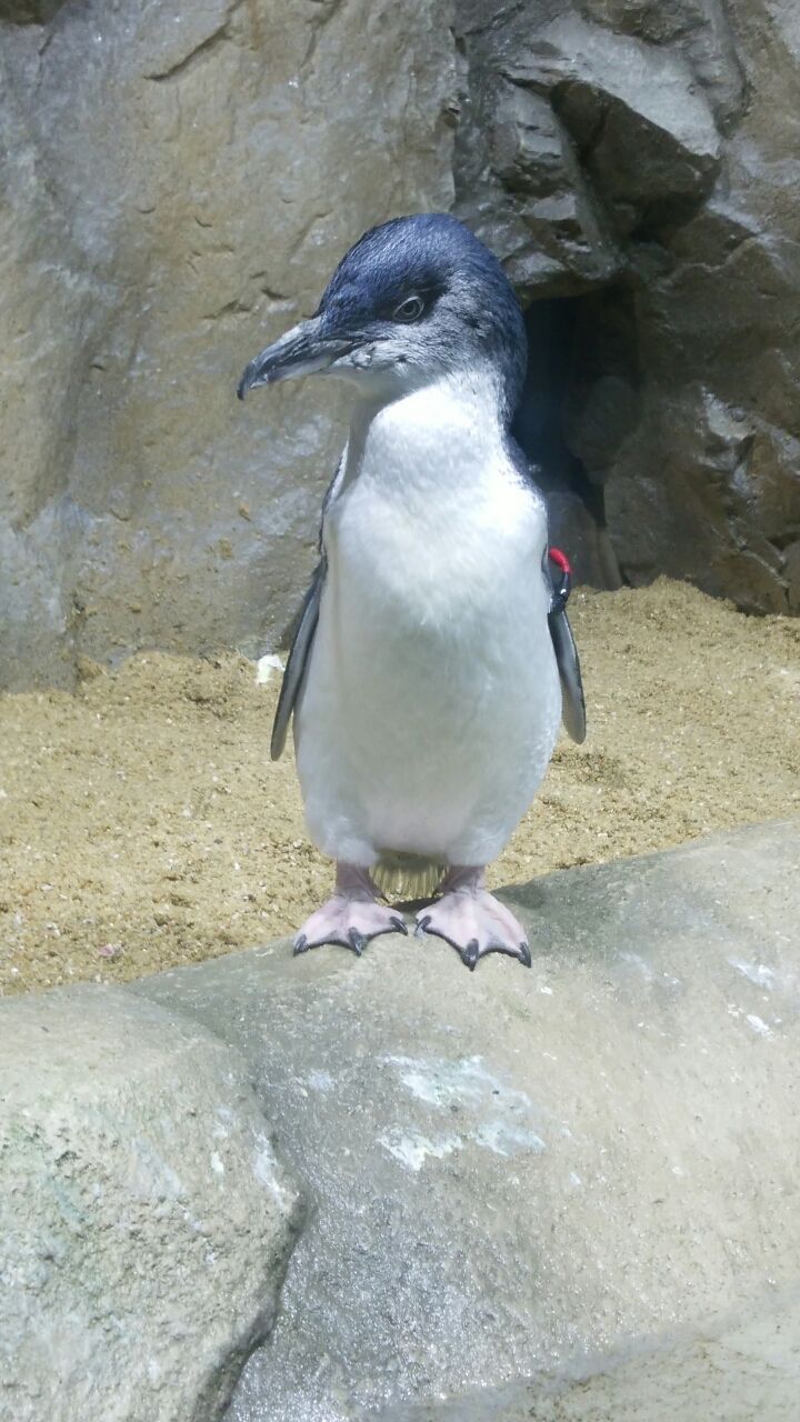 仙台うみの杜水族館 ペシェのよちよち歩き 仙台うみの杜水族館 ペシェのよちよち歩き