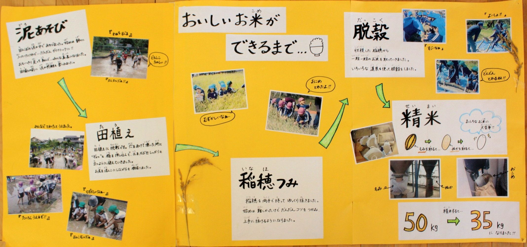 田んぼ作りとおいしいお米が出来るまで 信州やまほいくブログ 円福幼稚園 田んぼ作りとおいしいお米が出来るまで 信州やまほいくブログ 円福幼稚園