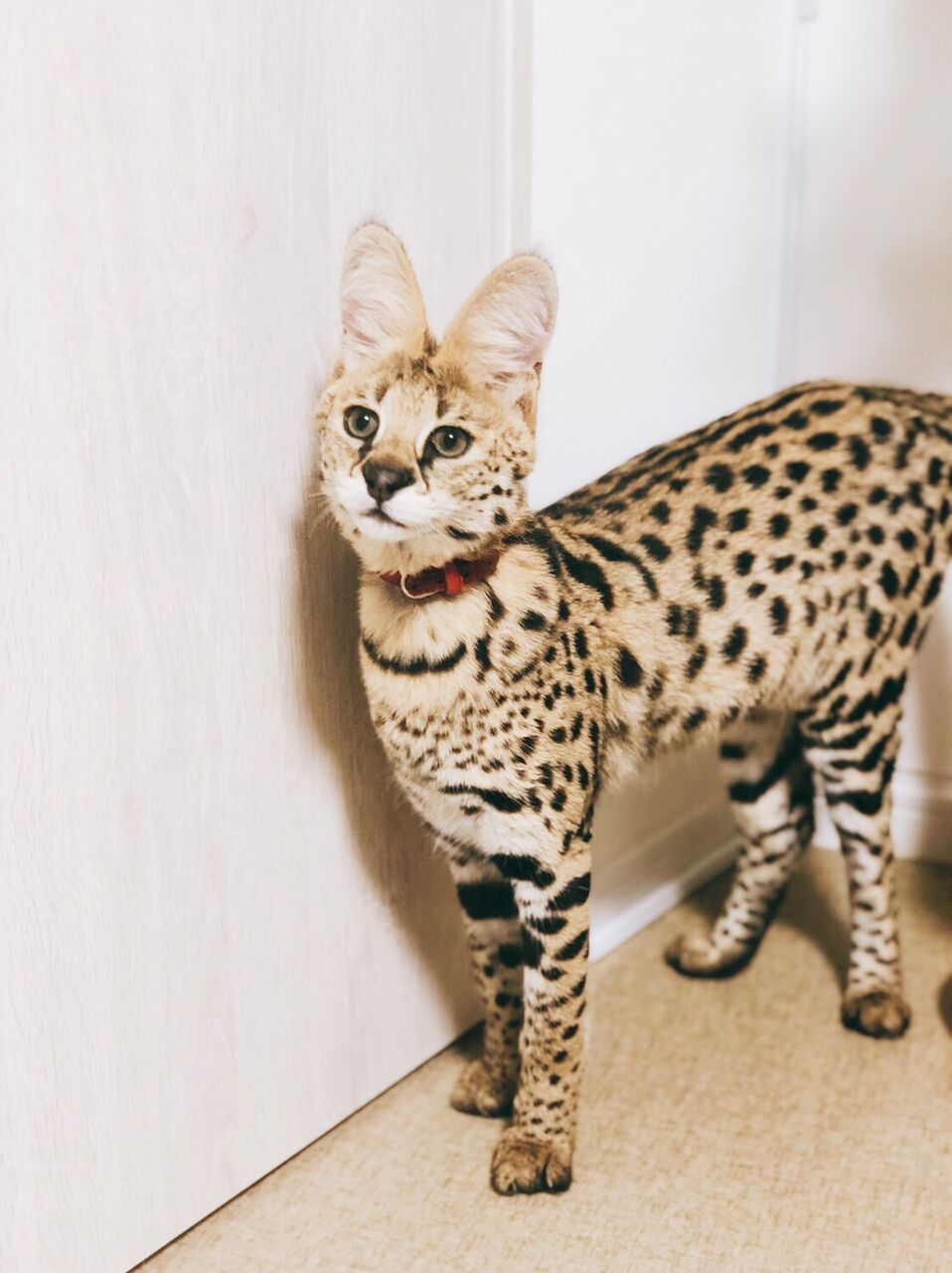 静岡 サーバルキャットが逃げ出したぞーーーー 毎日更新エンタメ情報ch 静岡 サーバルキャットが逃げ出したぞーーーー 毎日更新エンタメ情報ch